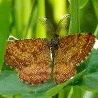 Ematurga atomaria on RikenMon's Nature.Guide