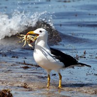 Larus fuscus on RikenMon's Nature.Guide