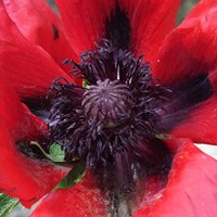 Papaver orientale on RikenMon's Nature.Guide