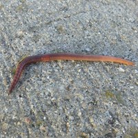 Lumbricus terrestris on RikenMon's Nature.Guide