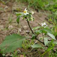 Solanum nigrum on RikenMon's Nature.Guide