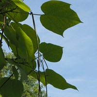 Catalpa bignonioides op RikenMon's Natuurgids