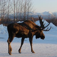Alces alces on RikenMon's Nature.Guide