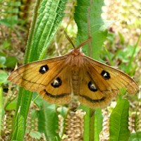 Aglia tau on RikenMon's Nature.Guide