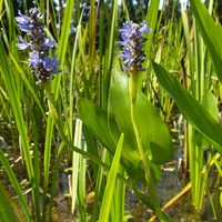 Pontederia cordata on RikenMon's Nature.Guide