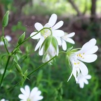 Stellaria holostea on RikenMon's Nature.Guide