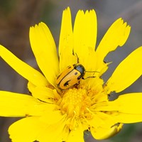 Cryptocephalus rugicollis on RikenMon's Nature.Guide
