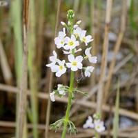 Hottonia palustris on RikenMon's Nature.Guide