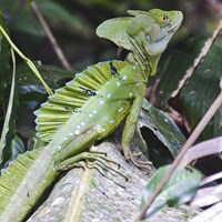 Basiliscus plumifrons on RikenMon's Nature.Guide