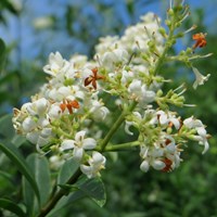 Ligustrum vulgare on RikenMon's Nature.Guide