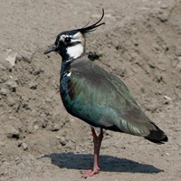 Vanellus vanellus on RikenMon's Nature.Guide