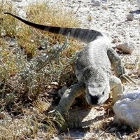 Varanus albigularis on RikenMon's Nature.Guide