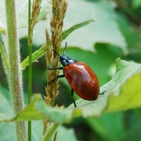 Chrysomela populi on RikenMon's Nature.Guide