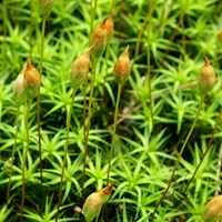 Polytrichum commune on RikenMon's Nature.Guide