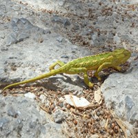 Chamaeleo chamaeleon on RikenMon's Nature.Guide