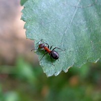 Formica rufa Auf RikenMons Nature.Guide