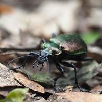 Calosoma inquisitor on RikenMon's Nature.Guide