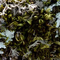 Sphagnum palustre on RikenMon's Nature.Guide