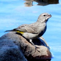 Serinus albogularis on RikenMon's Nature.Guide