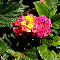 Lantana camara on RikenMon's Nature.Guide