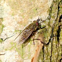 Haematopota pluvialis on RikenMon's Nature.Guide
