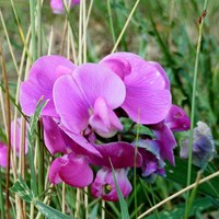 Lathyrus sylvestris on RikenMon's Nature.Guide