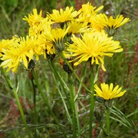 Crepis biennis on RikenMon's Nature.Guide