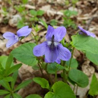 Viola reichenbachiana on RikenMon's Nature.Guide