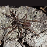 Pardosa lugubris on RikenMon's Nature.Guide