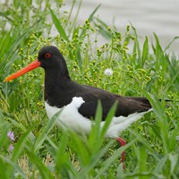 Haematopus ostralegus on RikenMon's Nature.Guide