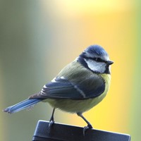 Cyanistes caeruleus on RikenMon's Nature.Guide