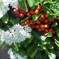 Pyracantha coccinea on RikenMon's Nature.Guide