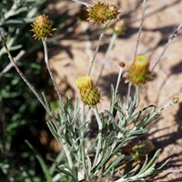 Phagnalon saxatile on RikenMon's Nature.Guide