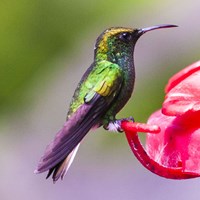 Elvira cupreiceps on RikenMon's Nature.Guide