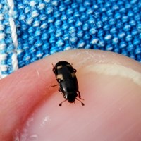 Glischrochilus quadrisignatus on RikenMon's Nature.Guide
