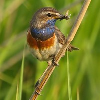 Luscinia svecica on RikenMon's Nature.Guide