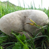 Calvatia gigantea on RikenMon's Nature.Guide