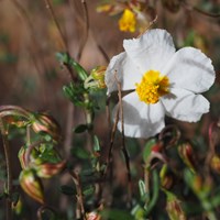 Helianthemum apenninum on RikenMon's Nature.Guide