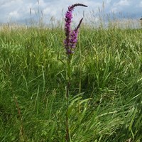 Lythrum salicaria on RikenMon's Nature.Guide