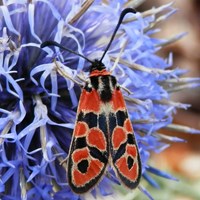 Zygaena fausta on RikenMon's Nature.Guide