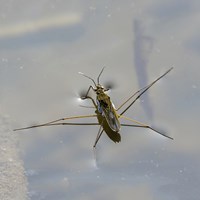 Gerris lacustris on RikenMon's Nature.Guide