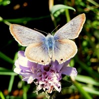 Lampides boeticus on RikenMon's Nature.Guide