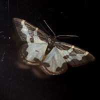 Lomaspilis marginata on RikenMon's Nature.Guide