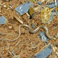 Chalcides striatus on RikenMon's Nature.Guide