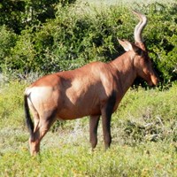 Alcelaphus buselaphus on RikenMon's Nature.Guide