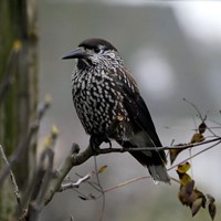 Nucifraga caryocatactes on RikenMon's Nature.Guide