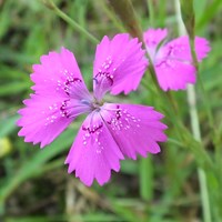 Dianthus deltoides on RikenMon's Nature.Guide