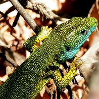 Lacerta viridis op RikenMon's Natuurgids