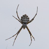 Argiope lobata on RikenMon's Nature.Guide