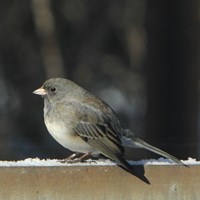 Junco hyemalis on RikenMon's Nature.Guide